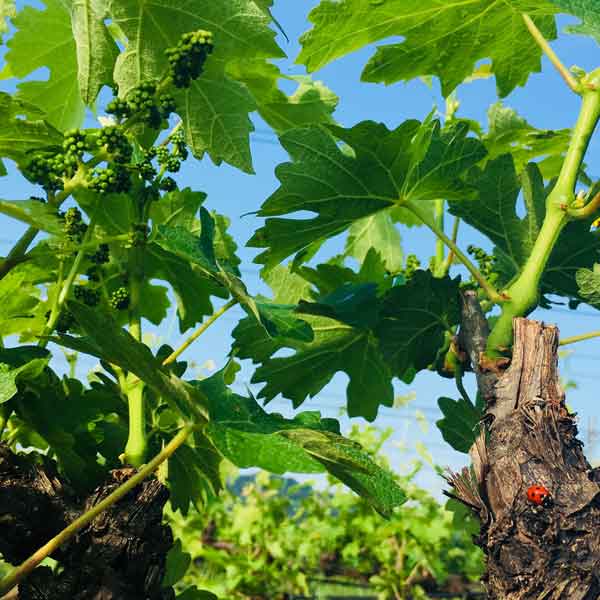 eolis-vineyard-spring